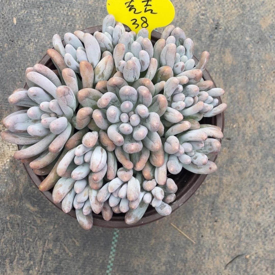 吉****大叶汤圆群生无砍无摘