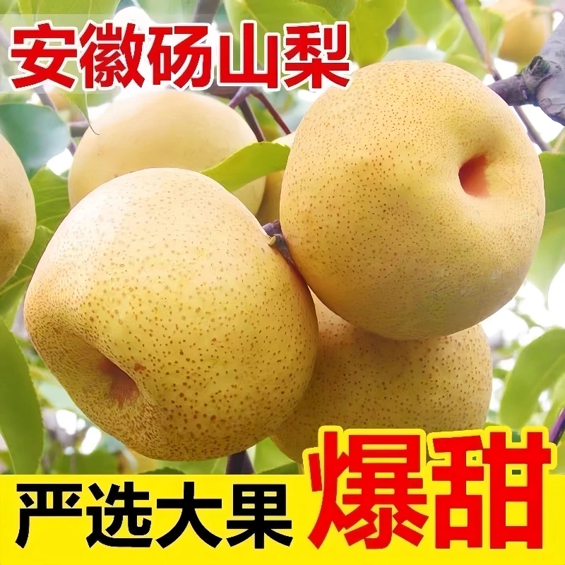 中国梨都特产酥梨新鲜梨子皮薄肉厚脆甜多汁爆汁当季砀山酥梨