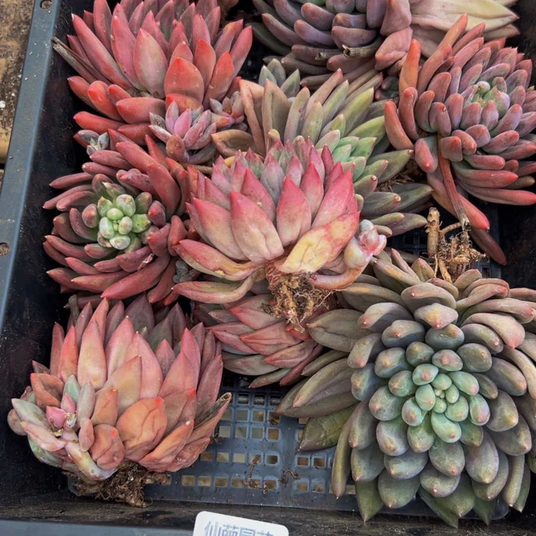 M***n701地方非常vvvv吧