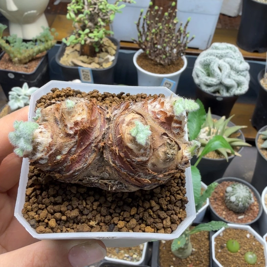 羽叶洋葵465仙人掌