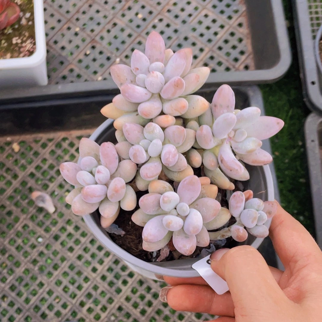 687。  粉色恋人。