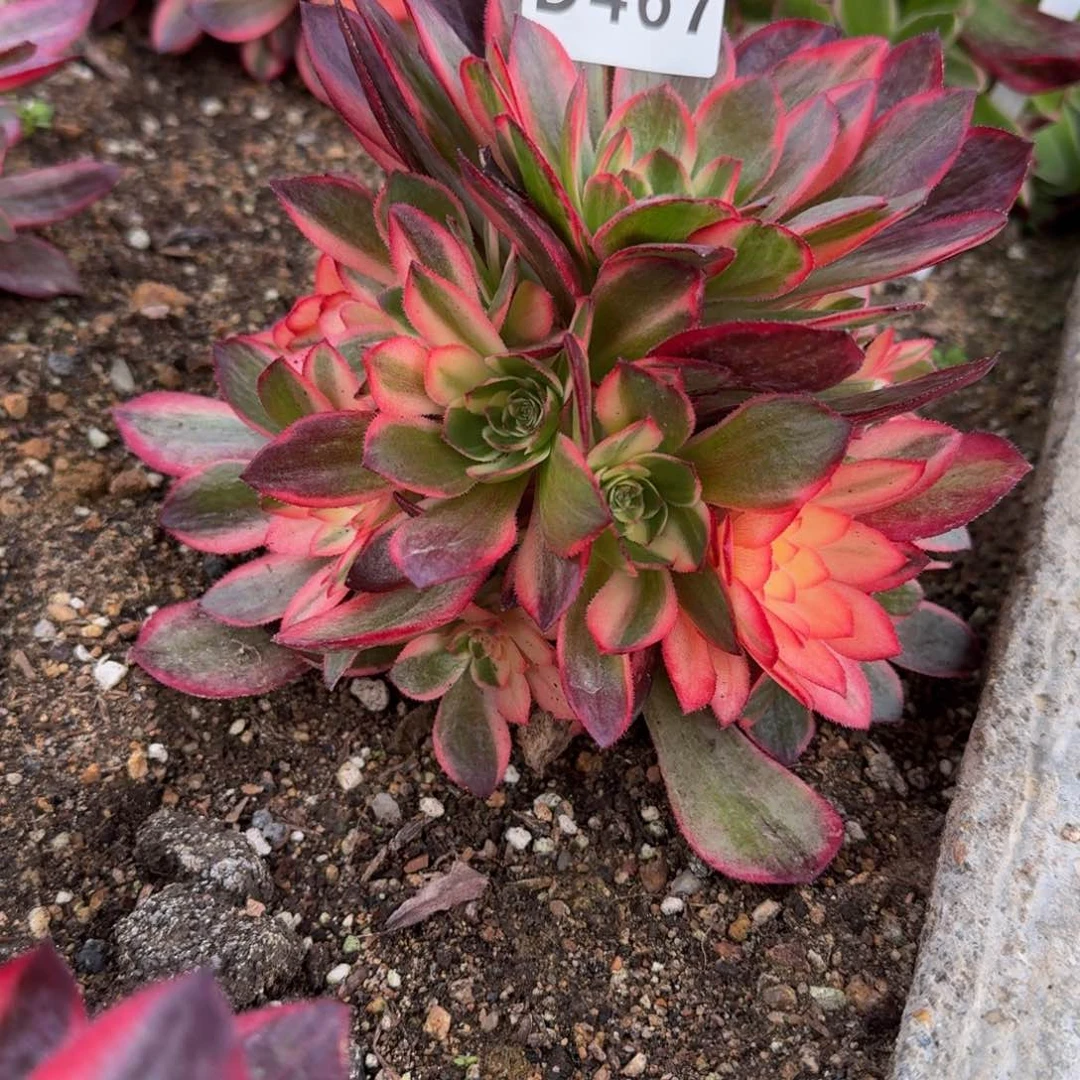 467黑魔锦。 多肉植物