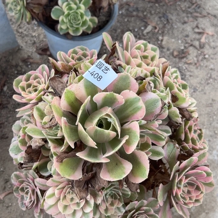 粉女郎多肉植物408上