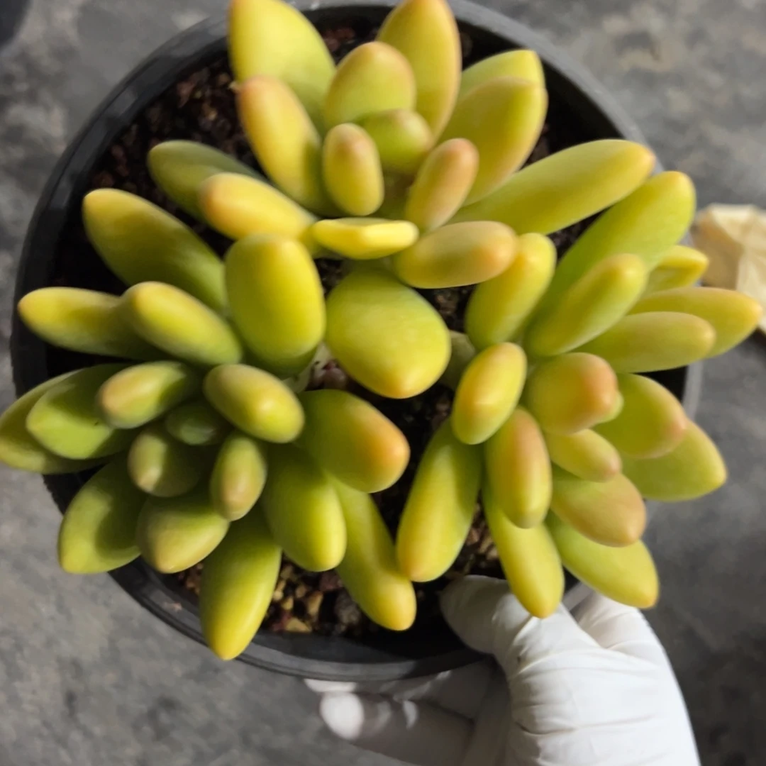 芒果奶自然群多肉植物