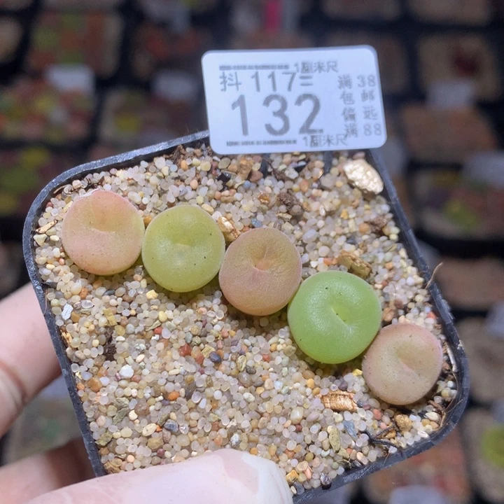 精品生石花117.132