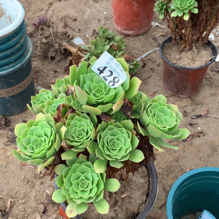 428绿玫瑰手捧3号