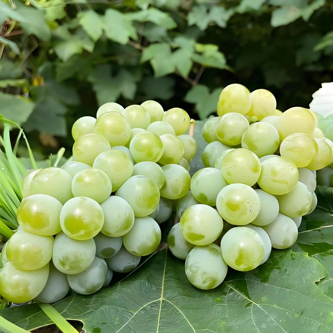 【顺丰包邮】云南弥勒东风水晶葡萄原产地香甜新鲜老婆爱吃香甜可口