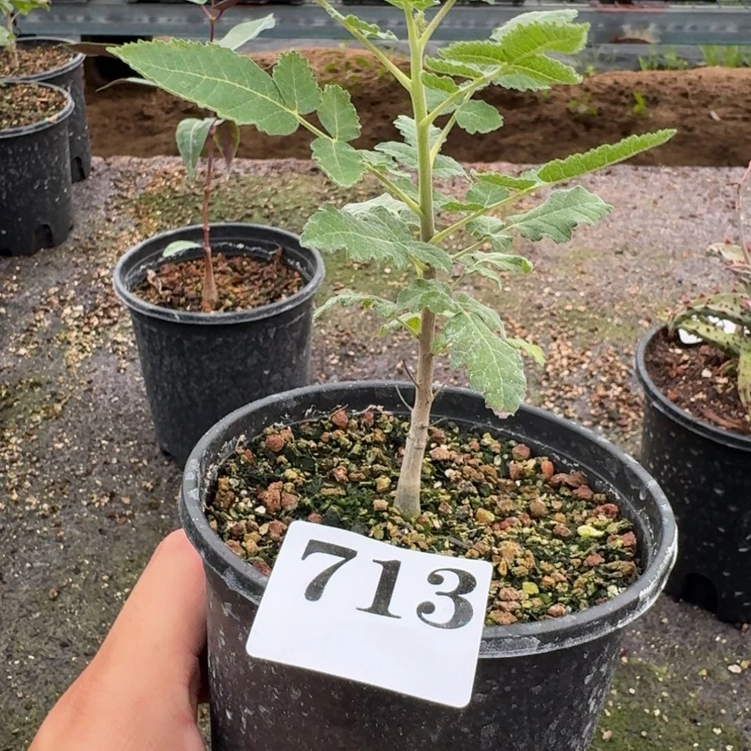 阿曼乳香实生多肉植物