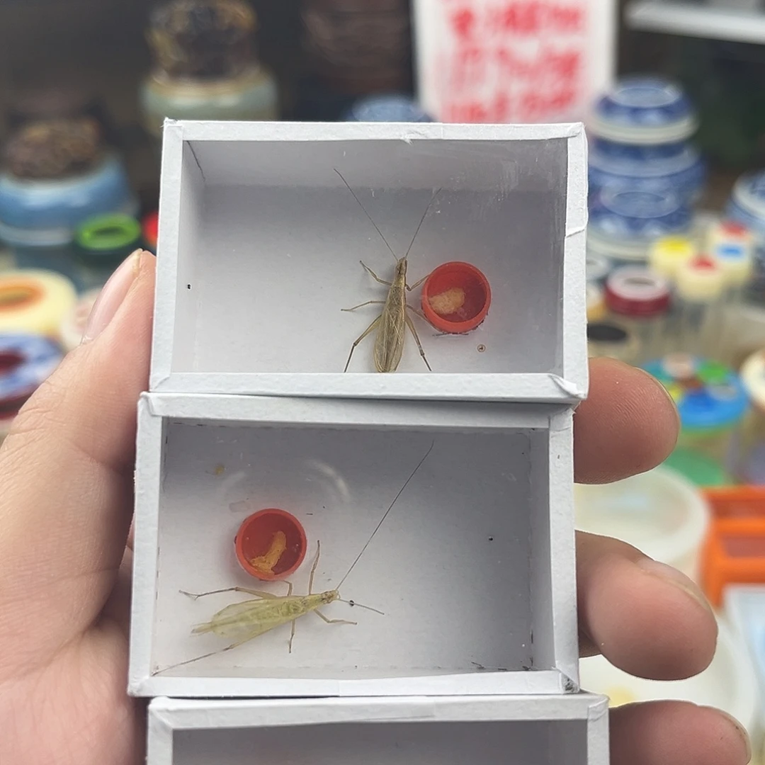 三条断须柬埔寨竹蛉