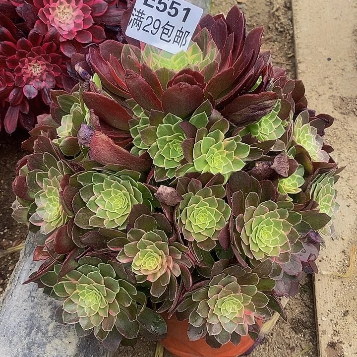 多肉万花筒551多肉