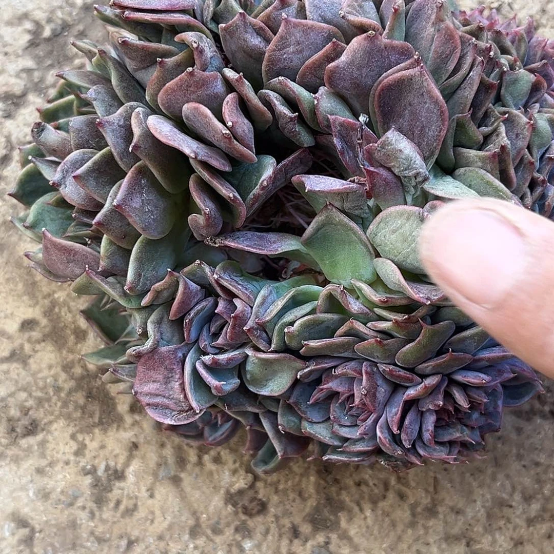 兰***心程成多肉植物蓝莓