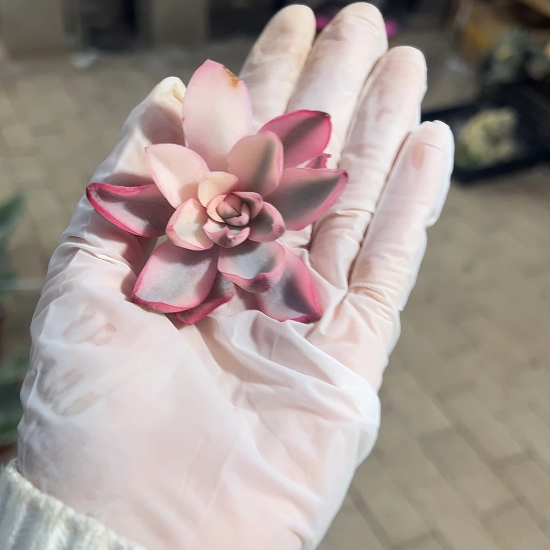赫拉侧芽 可上架木 一物一拍