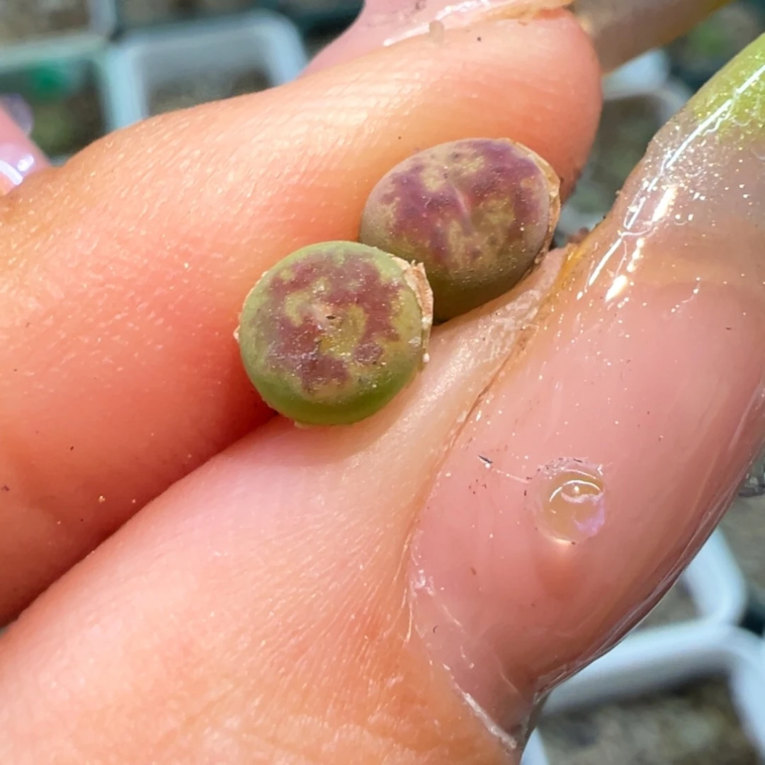 火焰大圣多肉多肉