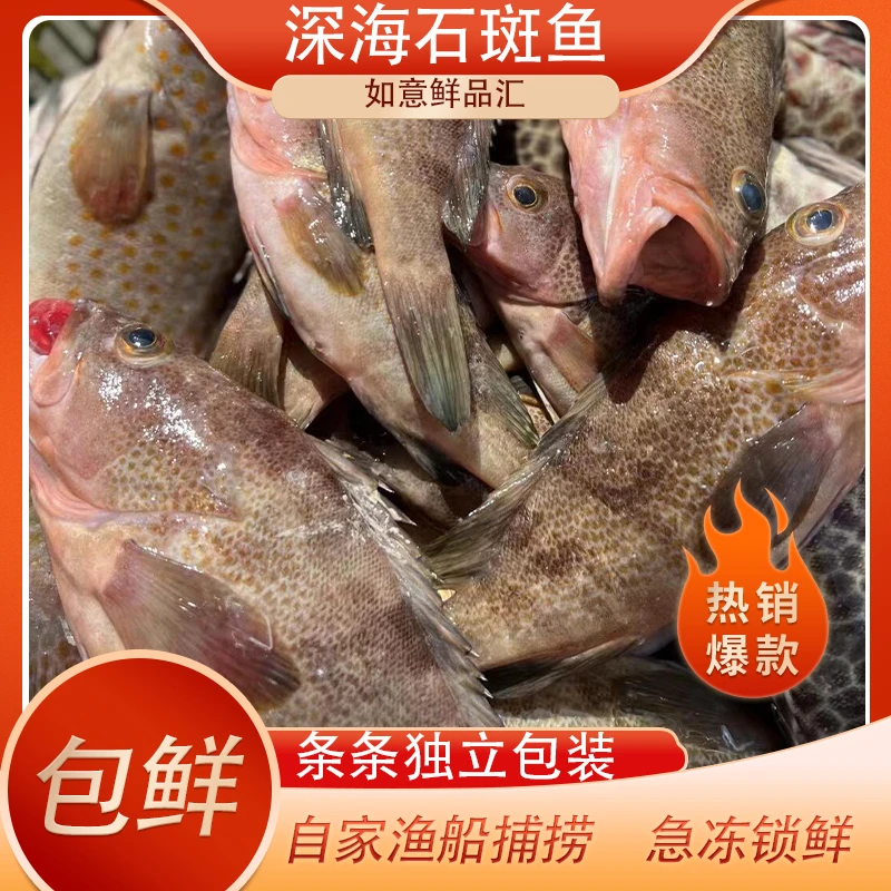 [鲜活直达]新鲜深海石斑鱼海捕速冻宝宝辅食清蒸红烧首选冷链包邮