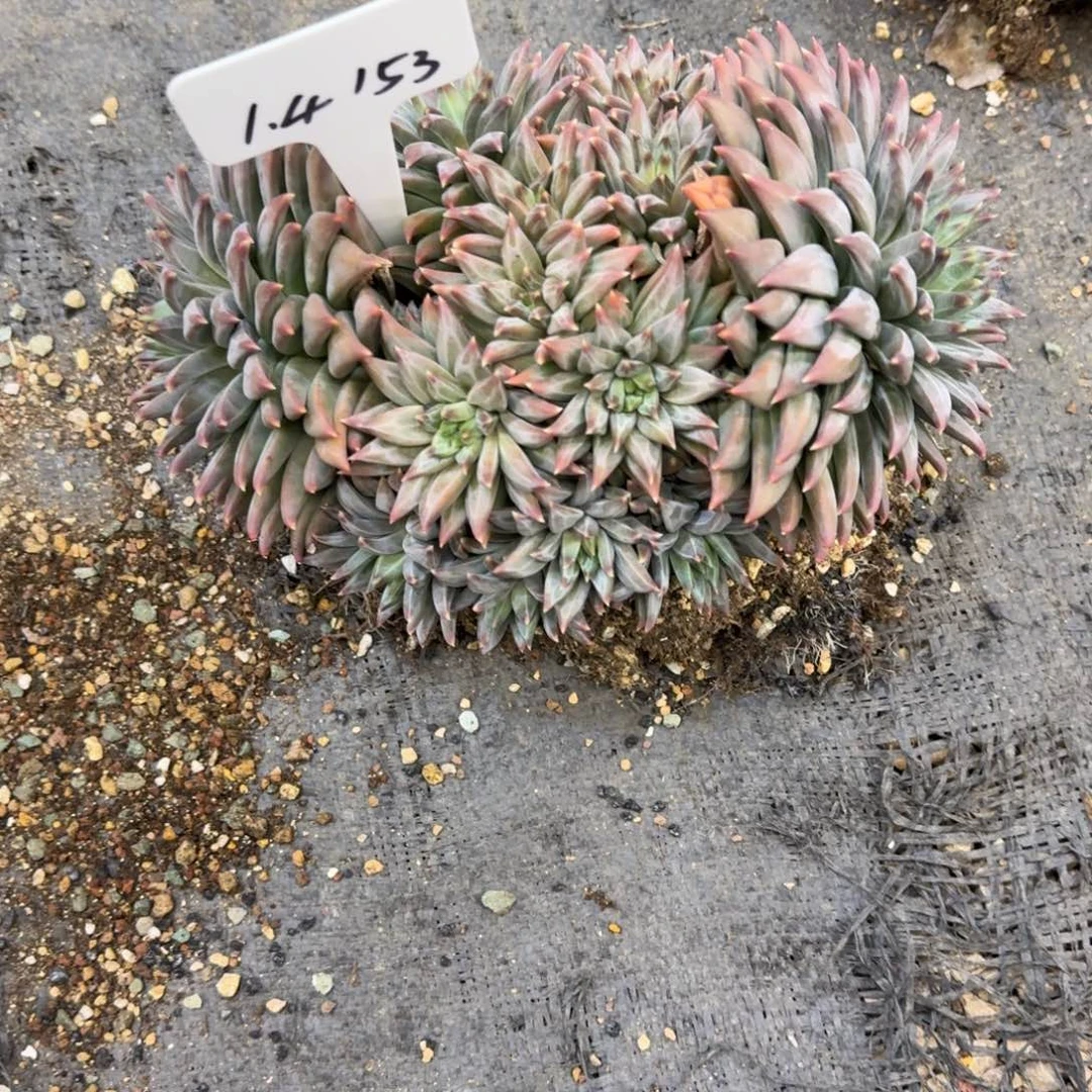 G****一物一拍美人杂153