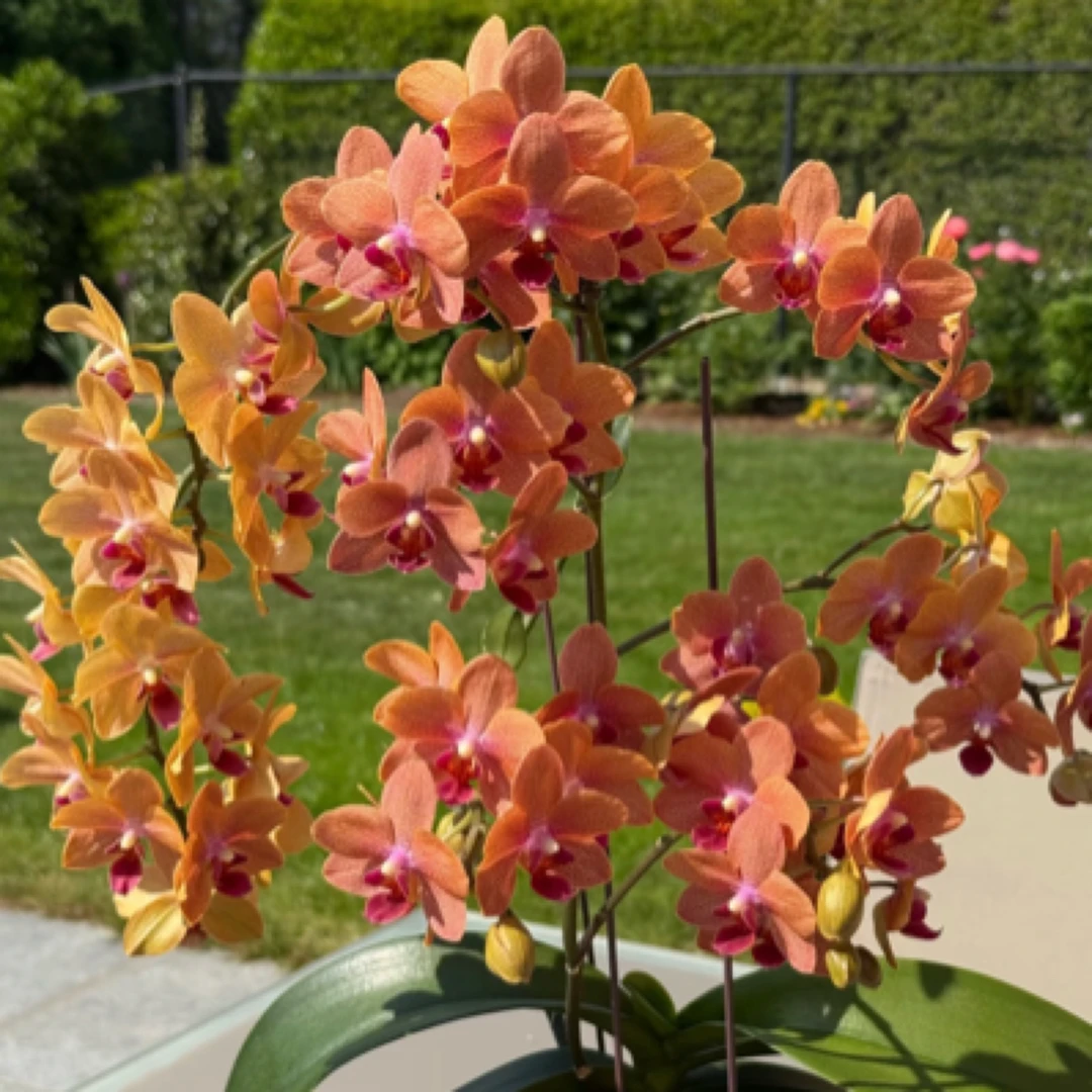 3个花剑 贵族品种  爆花机器【博尔扎诺】蝴蝶兰