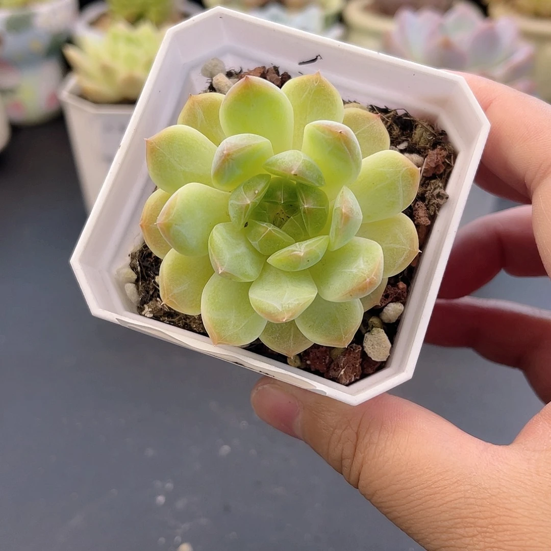 大禹多肉花园，198