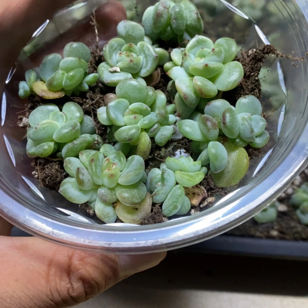 精品多肉切糕一盒B149