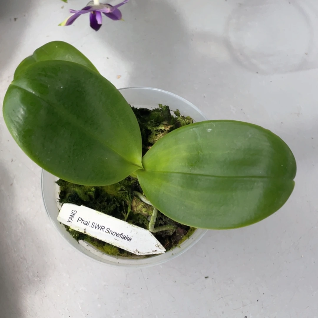当前无花栽培后可以开花【雪花分生】3.5寸