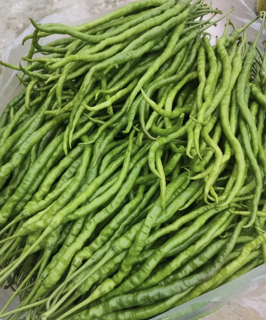 贵州农家现摘新鲜细长鸡爪青辣椒美味特产（青辣椒）