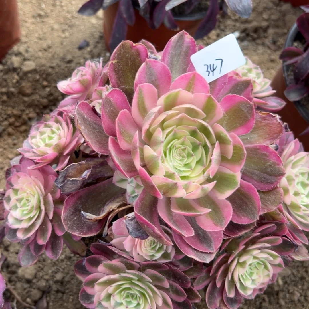 347倾城多肉植物系