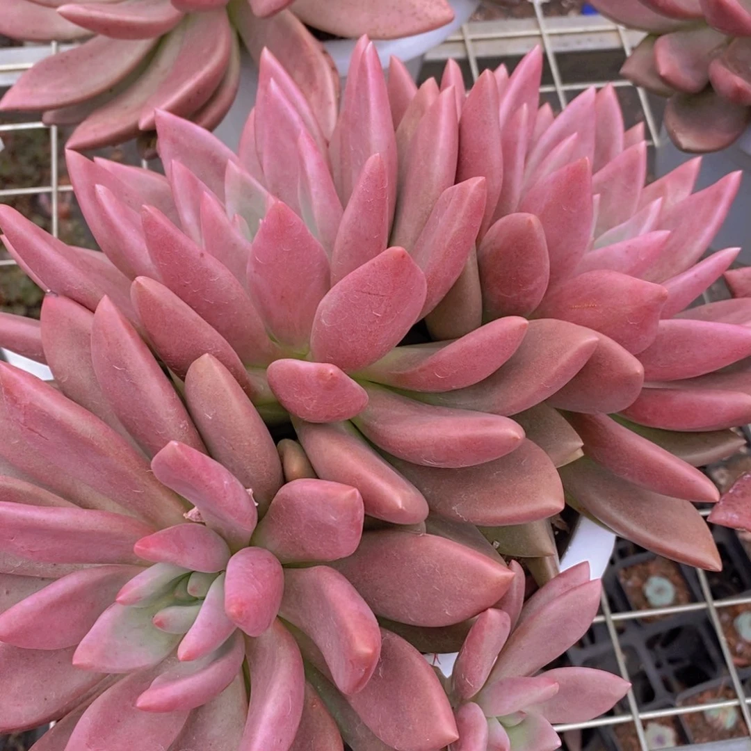 桃花源三头起发整桩无砍