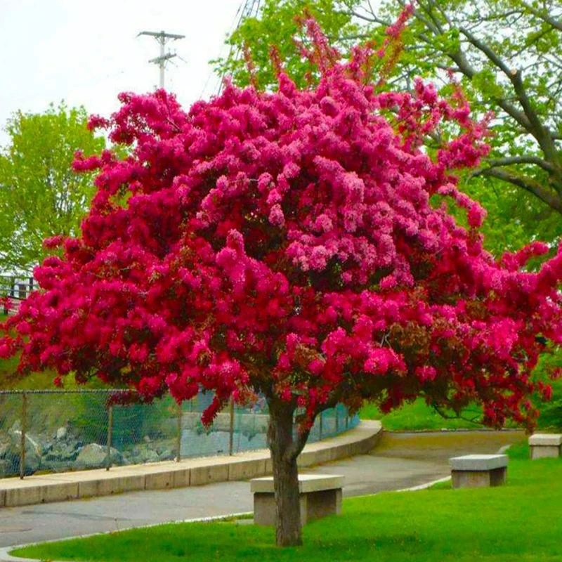 重瓣长寿冠海棠花盆栽室内外耐寒花卉植物老桩盆景