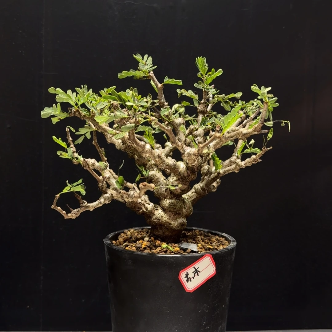 沙漠苏木带盆土哈