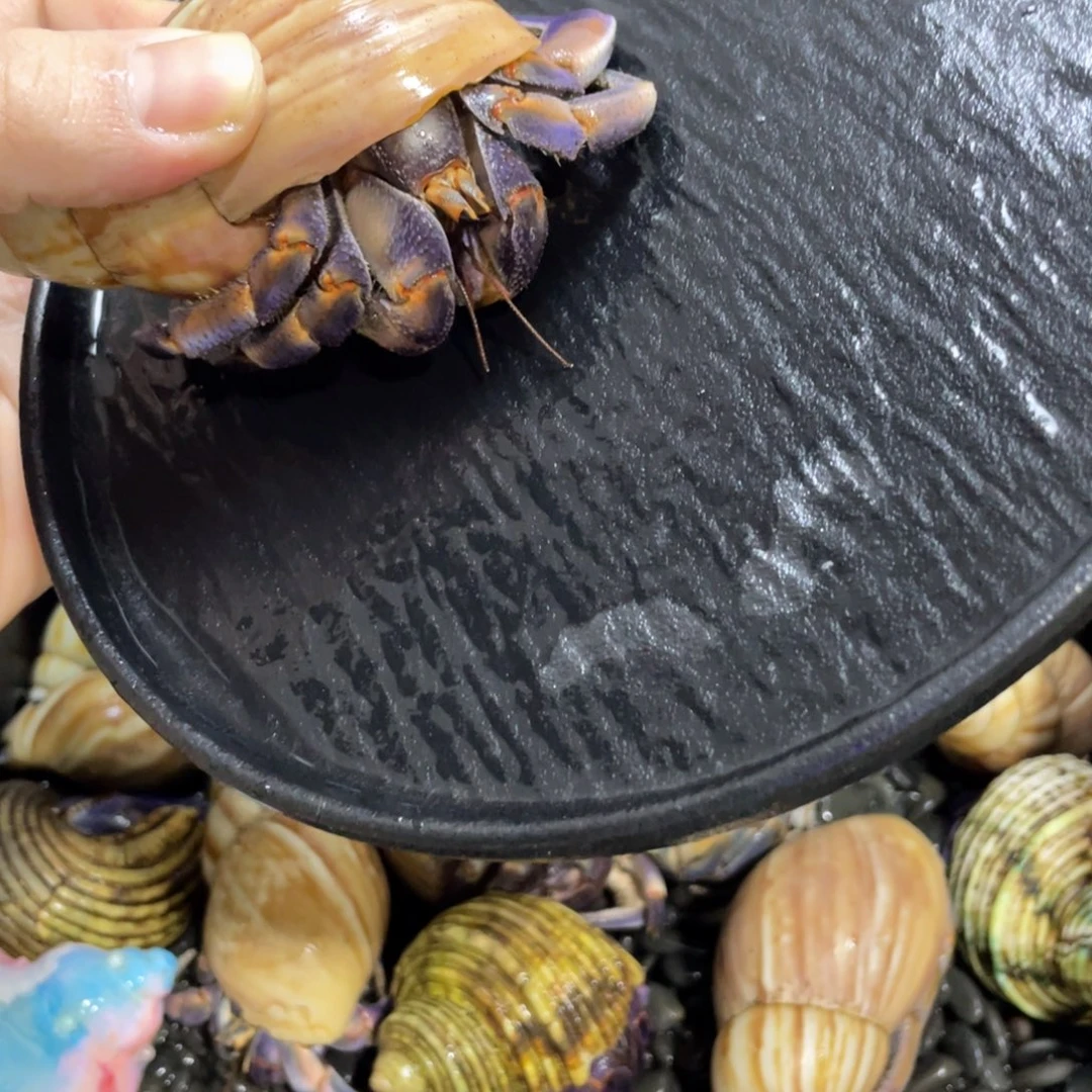 寄居蟹，寄居蟹，寄居蟹