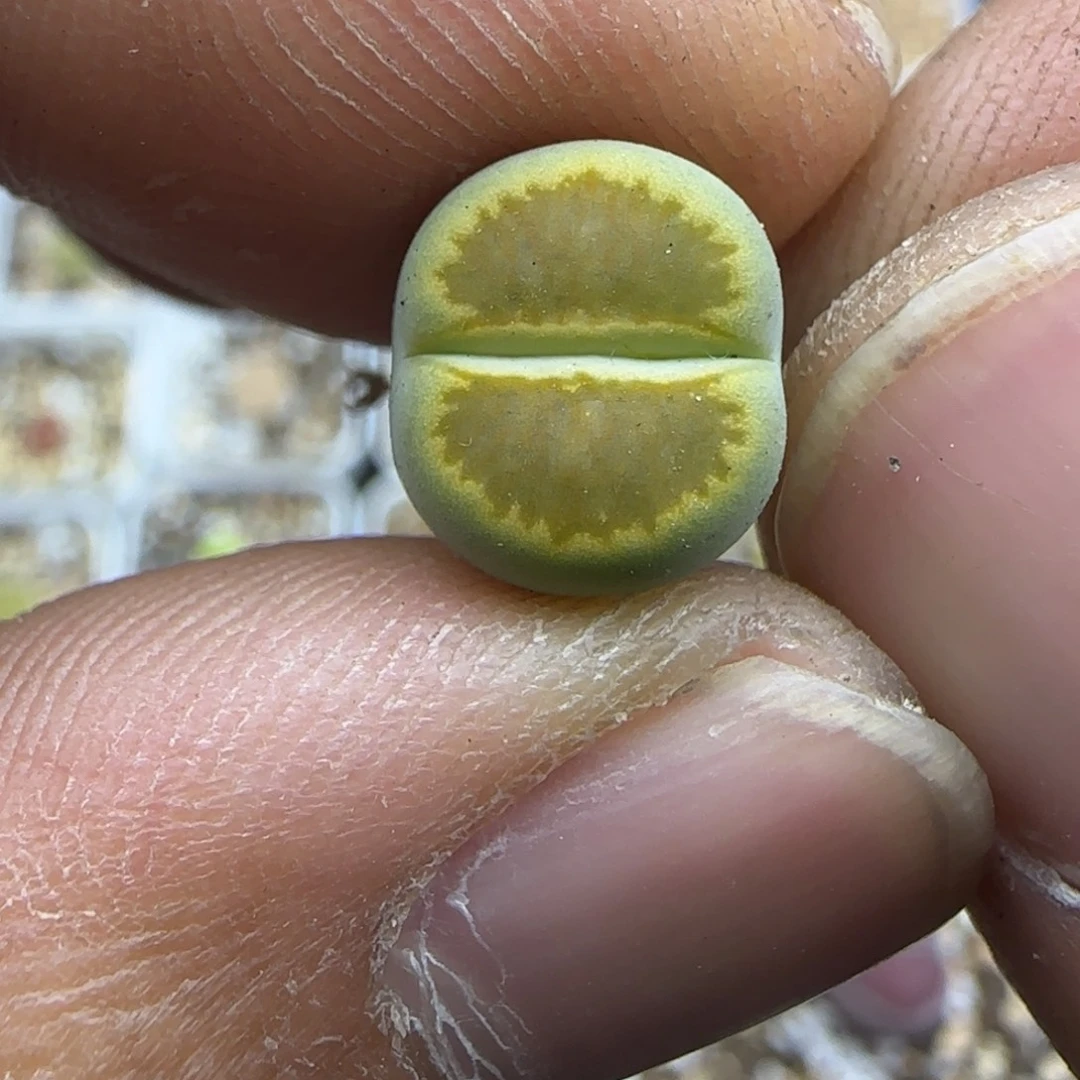 256 生石花大棚直播