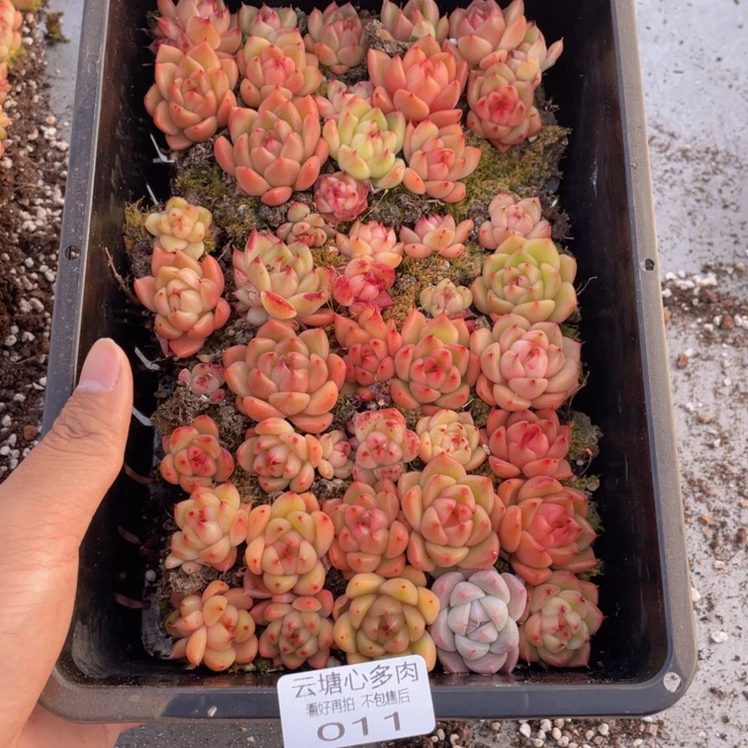 云糖心多肉植物48