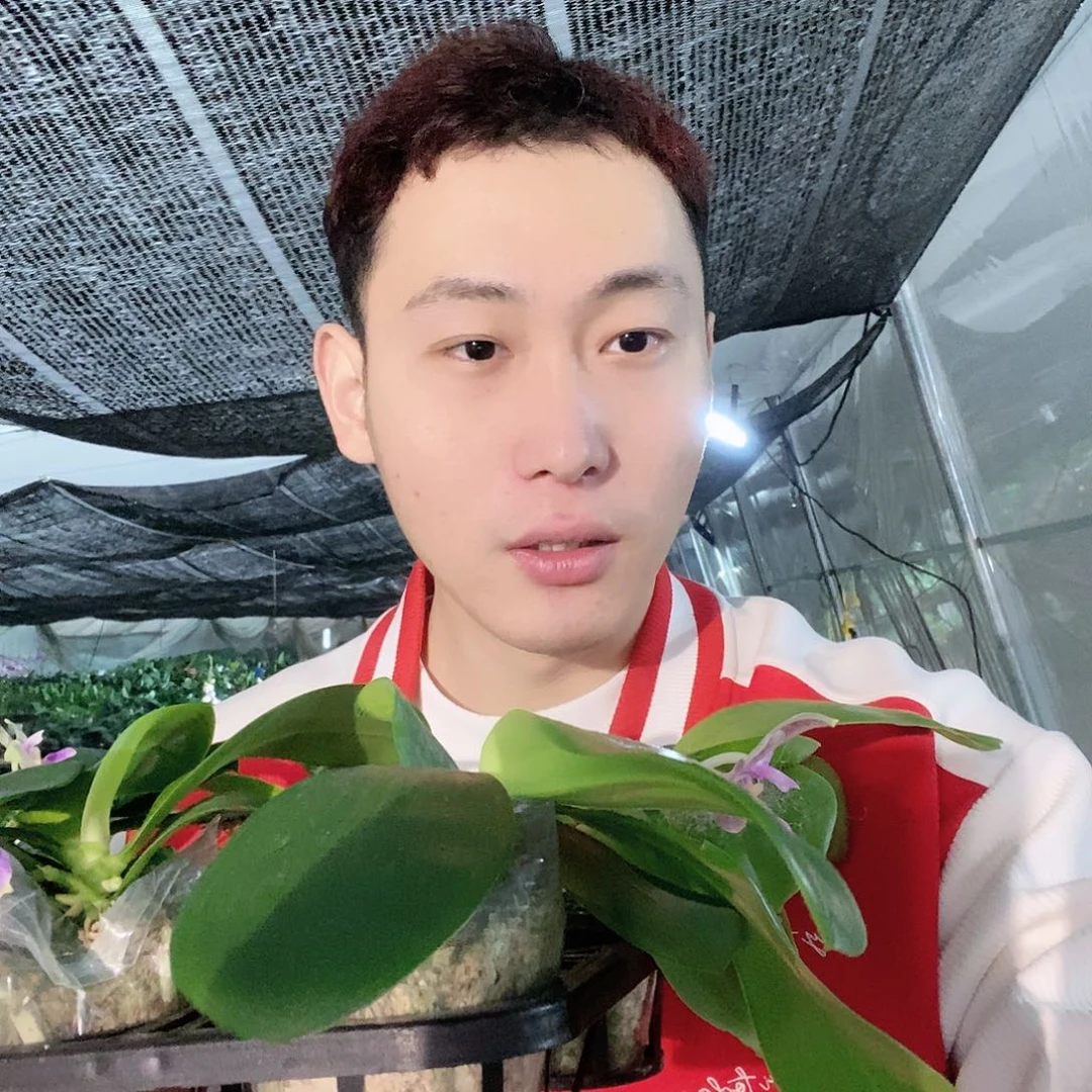 无花朵钻石交蓝喜鹊