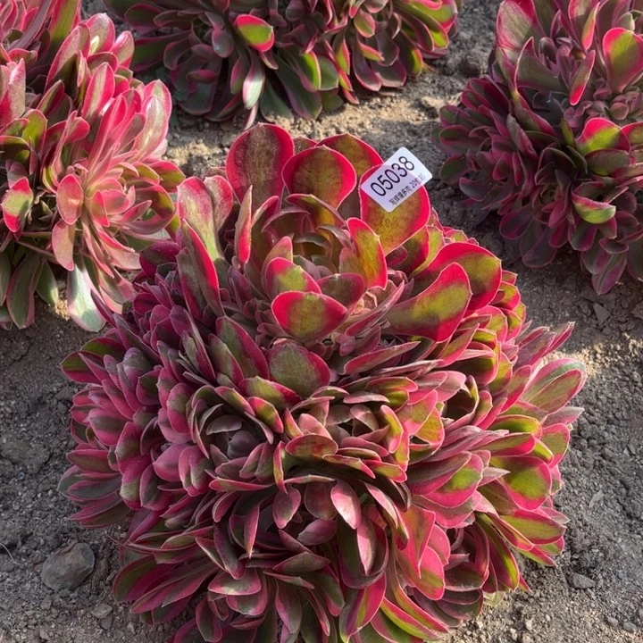05038邀约多肉植物