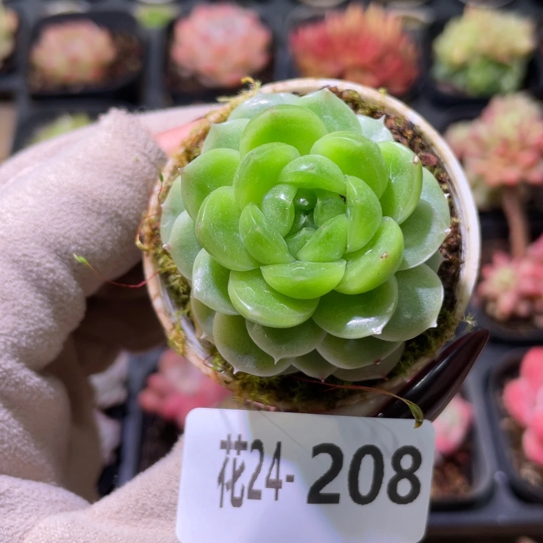 花利美24-208新品