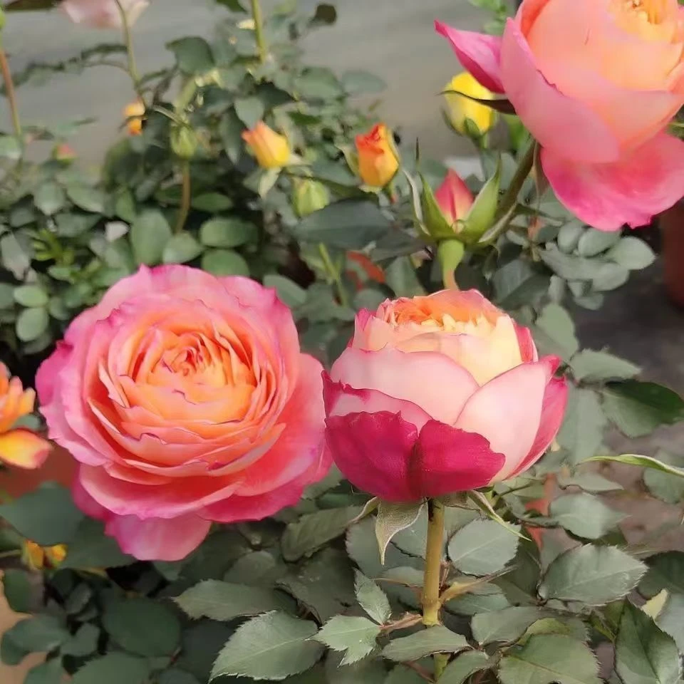 大花美人玫瑰月季室内外树苗绿植物开花阳台庭院盆栽