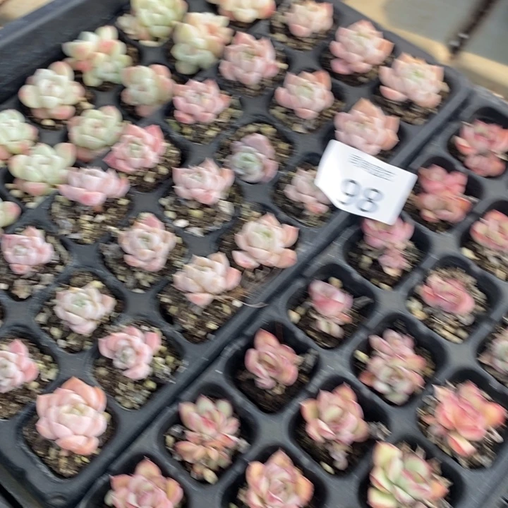 98 多肉植物盆栽花卉