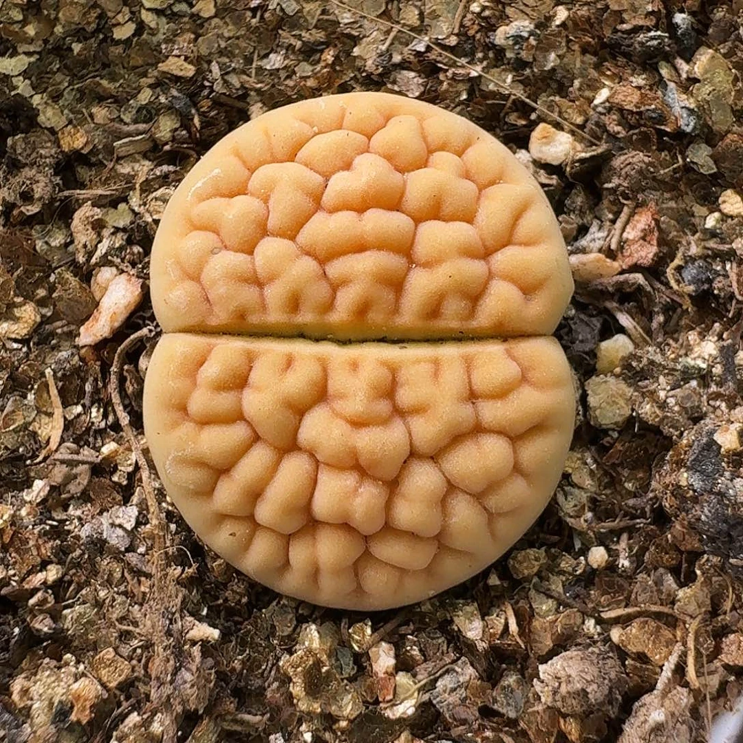 生石花111111。  296