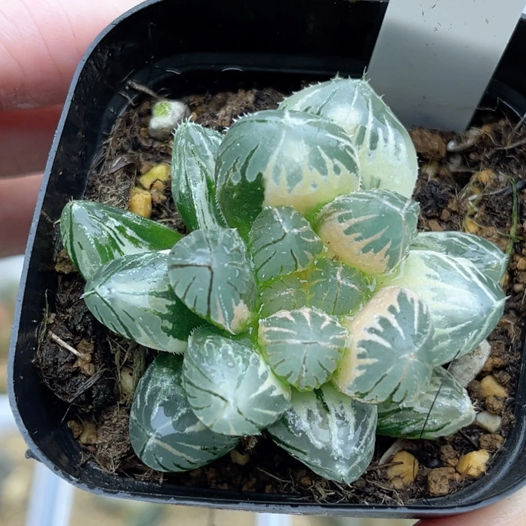 67糊斑趋势灯芯龙爪玉露锦福利专场