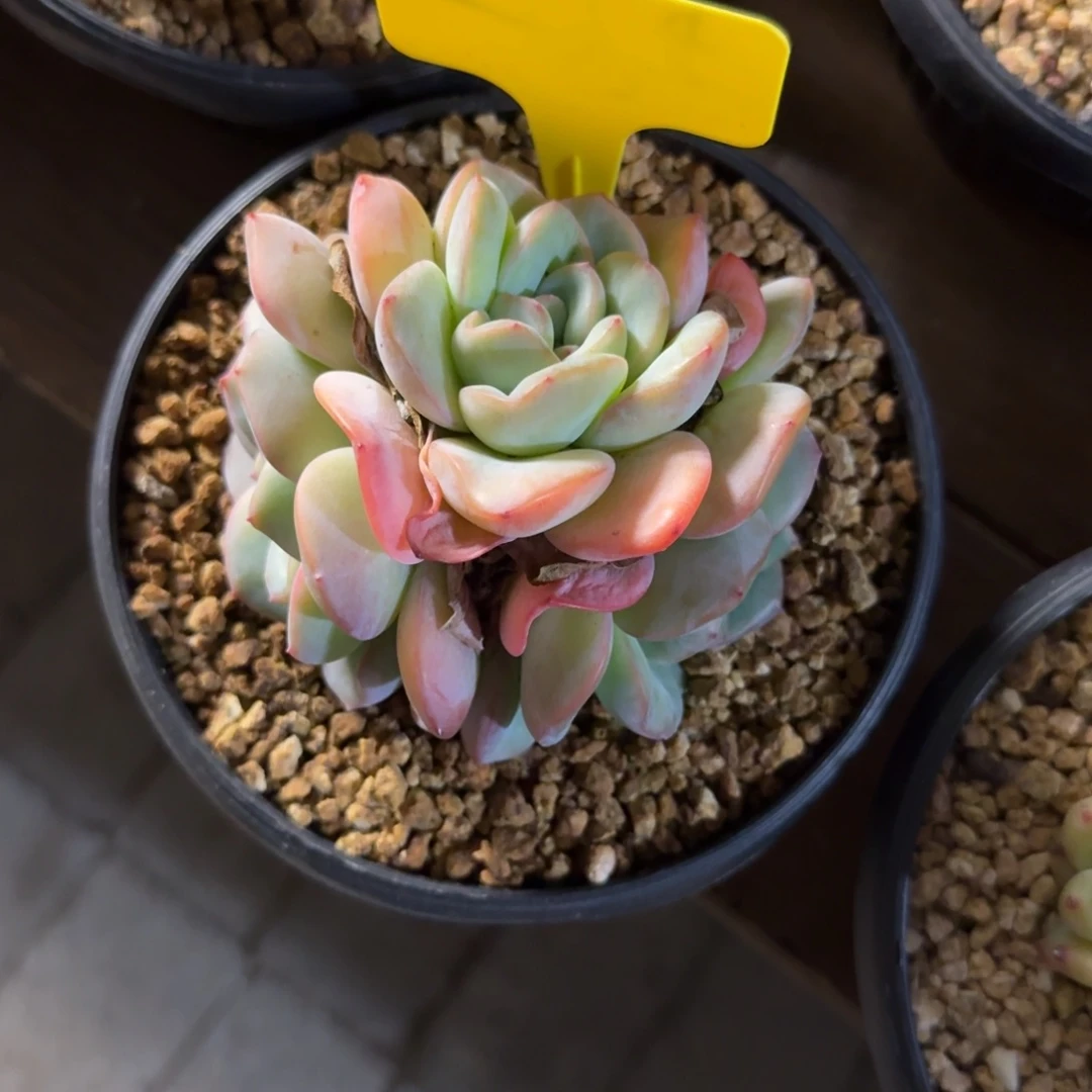 泡芙111111111111111