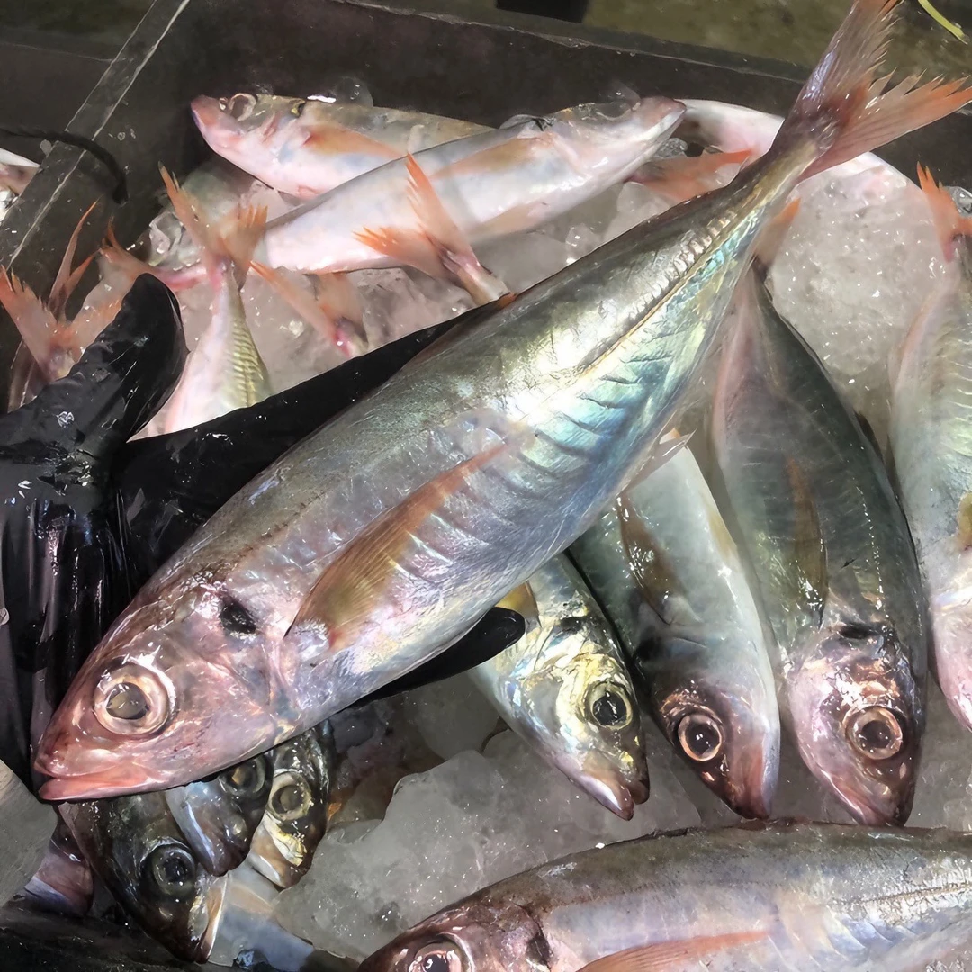 Ｂ广东汕尾本港野生红尾鱼