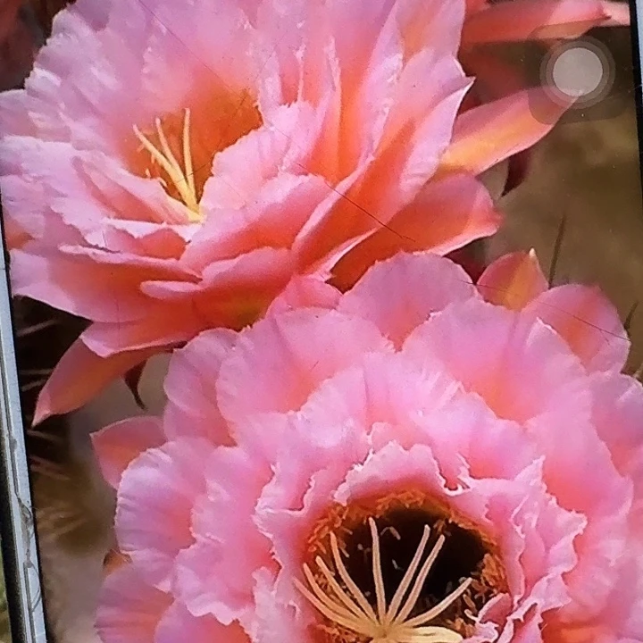 粉桃精灵侧芽5公分毛花柱