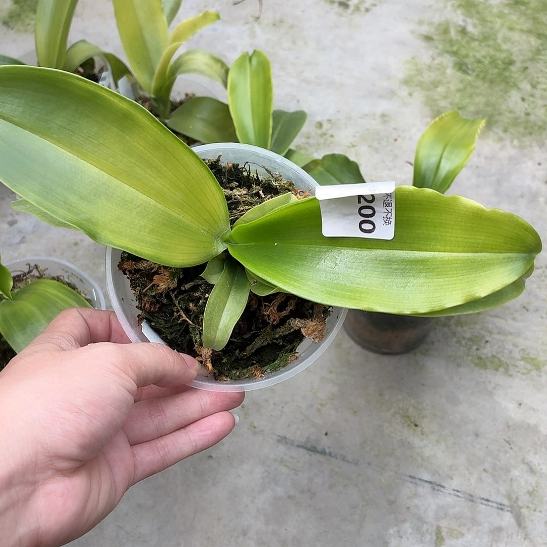 当前无花朵，栽培后可花朵A1200实生路德红交蓝