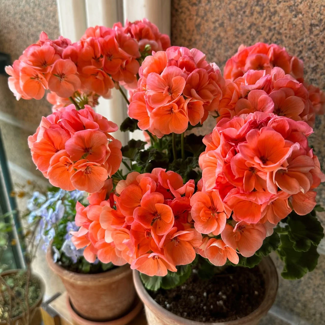 【大山宫-新手必入 】直立天竺葵 橙红色 勤花 中苗（带花苞 包对版）