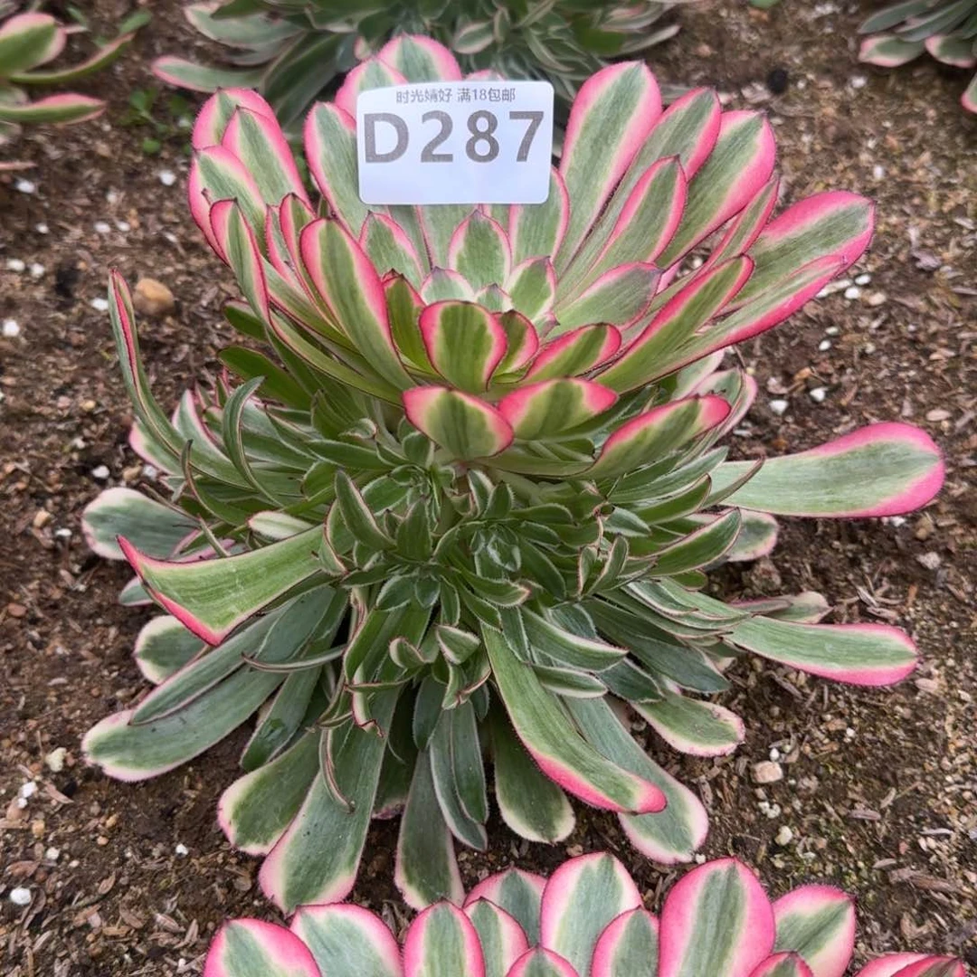 糖*?287粉铜寄养到秋