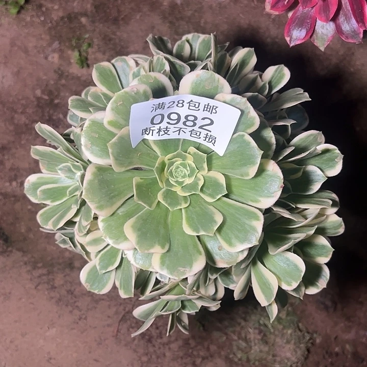 0982迈巴赫多肉植物