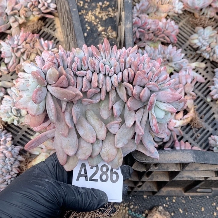 z***娜286粉兔缀哇哇哇哇娃娃