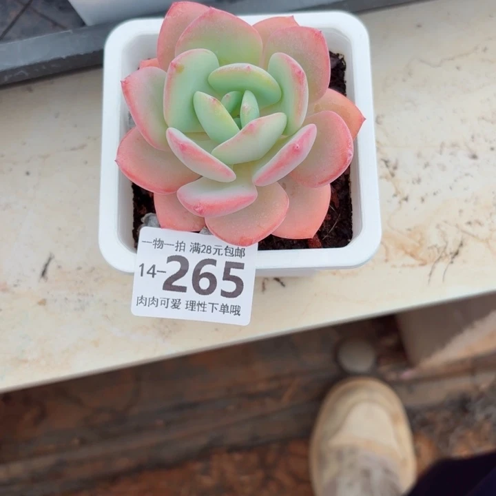 阿***莺白月光多肉无盆土发货无盆