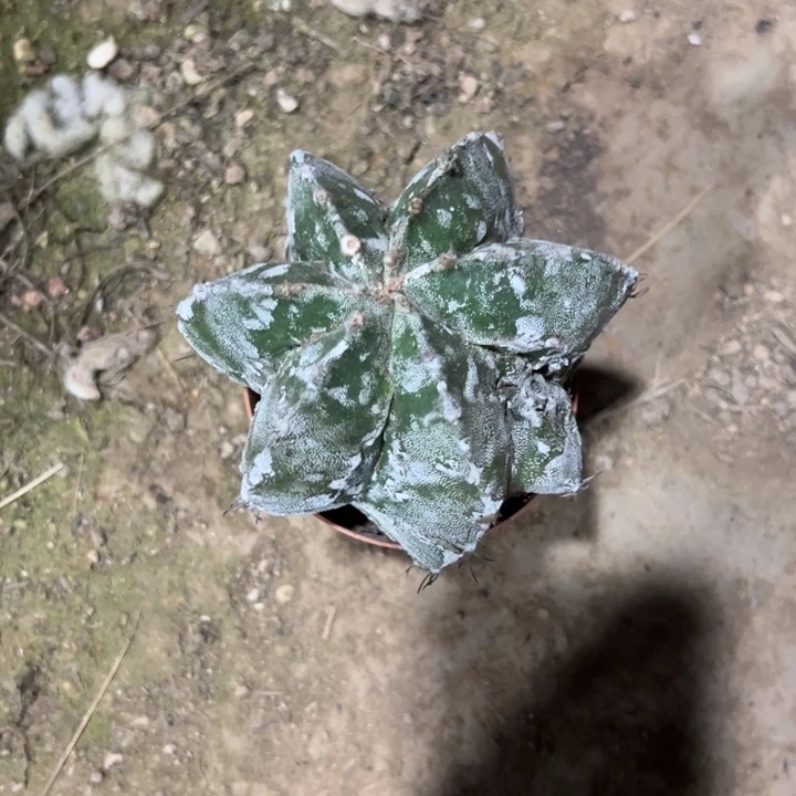 花***蝶恭喜发财恭喜发财