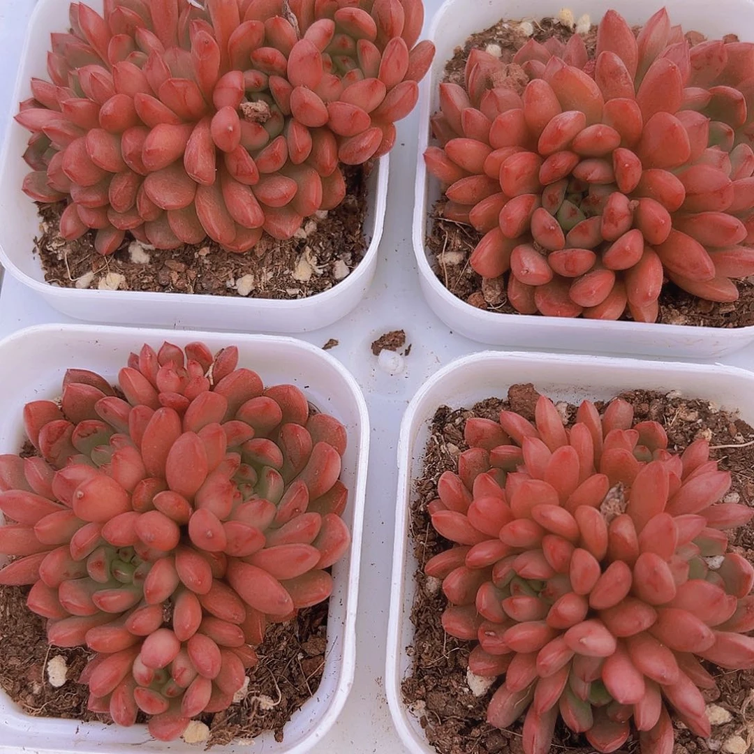 红宝石群19包邮多肉