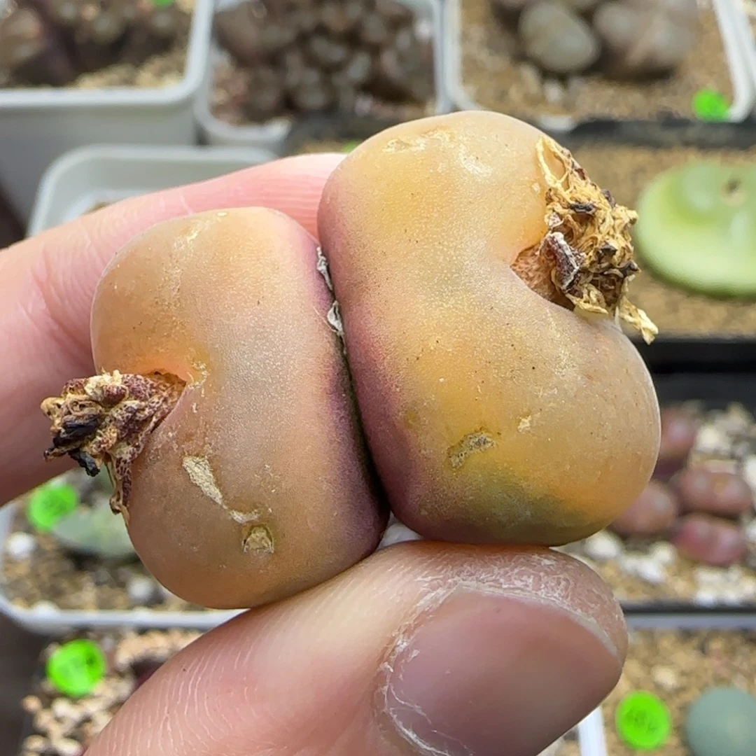 磨砂双头多肉植物223